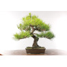 Pinus thunbergii - B2684