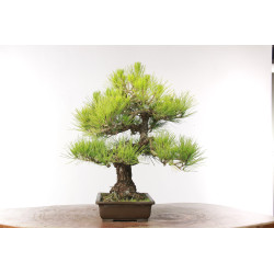 Pinus thunbergii - B2684