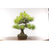 Pinus thunbergii - B2684