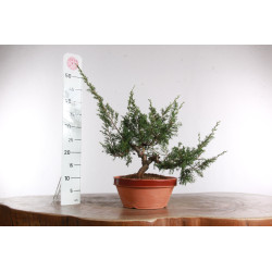 Juniperus chinensis...