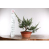 Juniperus chinensis itoigawa - B2926