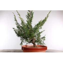 Juniperus chinensis itoigawa - B2926