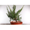 Juniperus chinensis itoigawa - B2926