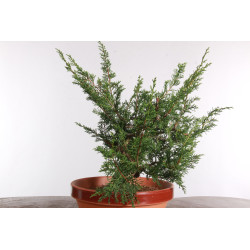 Juniperus chinensis itoigawa - B2926