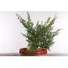 Juniperus chinensis itoigawa - B2926