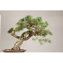 Pinus sylvestris - Y0716