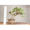 Pinus sylvestris - Y0716