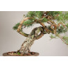 Pinus sylvestris - Y0716