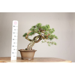 Pinus sylvestris - Y0716