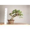 Pinus sylvestris - Y0716