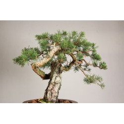 Pinus sylvestris - Y0716