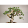 Pinus sylvestris - Y0716