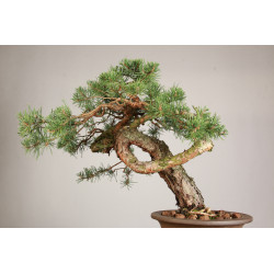 Pinus sylvestris - Y0716