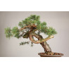 Pinus sylvestris - Y0716