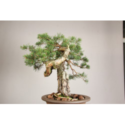 Pinus sylvestris - Y0716