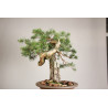 Pinus sylvestris - Y0716