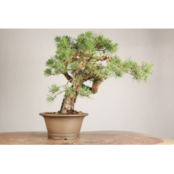 Pinus sylvestris - Y0716