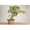 Pinus sylvestris - Y0716