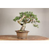 Pinus sylvestris - Y0716