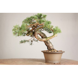 Pinus sylvestris - Y0716