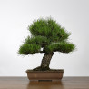 Pinus thunbergii - Y0717