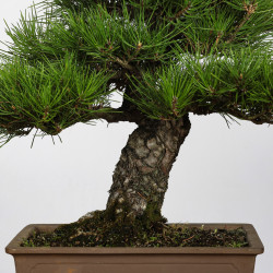 Pinus thunbergii - Y0717