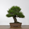 Pinus thunbergii - Y0717