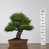 Pinus thunbergii - Y0717