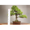 Pinus thunbergii - Y0719