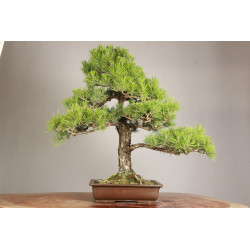 Pinus thunbergii - Y0719
