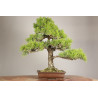 Pinus thunbergii - Y0719