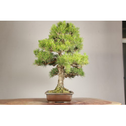 Pinus thunbergii - Y0719