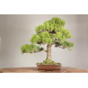 Pinus thunbergii - Y0719
