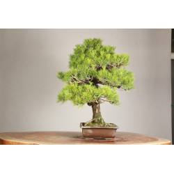 Pinus thunbergii - Y0719