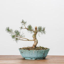 PINUS SYLVESTRIS - B3091