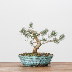 PINUS SYLVESTRIS - B3091