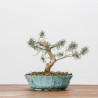 PINUS SYLVESTRIS - B3091