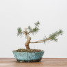 PINUS SYLVESTRIS - B3091