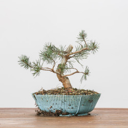 PINUS SYLVESTRIS - B3091
