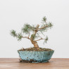 PINUS SYLVESTRIS - B3091