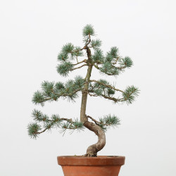 PINUS PARVIFLORA - B3170