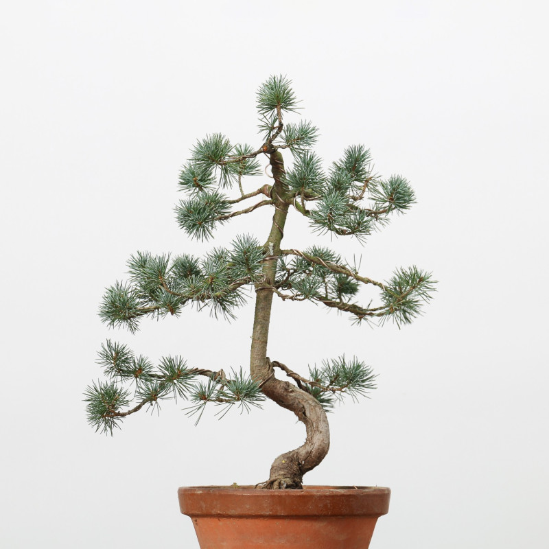 PINUS PARVIFLORA - B3170