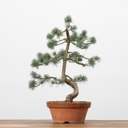 PINUS PARVIFLORA - B3170