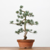 PINUS PARVIFLORA - B3170