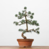 PINUS PARVIFLORA - B3170