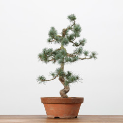 PINUS PARVIFLORA - B3170