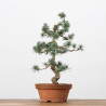 PINUS PARVIFLORA - B3170