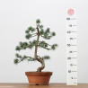 PINUS PARVIFLORA - B3170