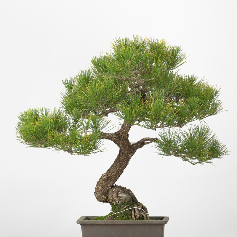 Pinus thumbergii - B3277