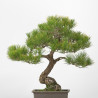 Pinus thumbergii - B3277